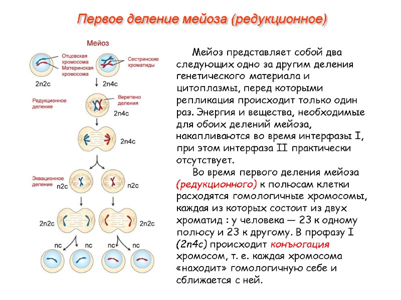 Мейоз представляет собой два следующих одно за другим деления генетического материала и цитоплазмы, перед